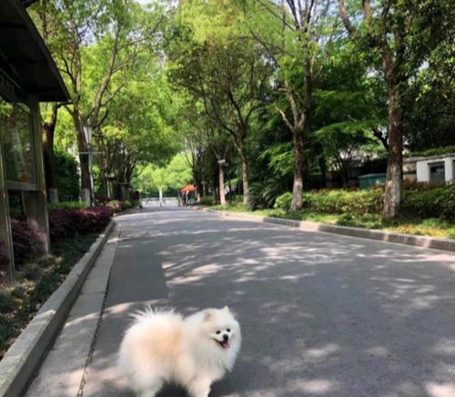 如何以“生人勿扰”为主题来养护你的宠物狗？（了解一些基本的养护方法，让你的狗狗更健康和安全！）