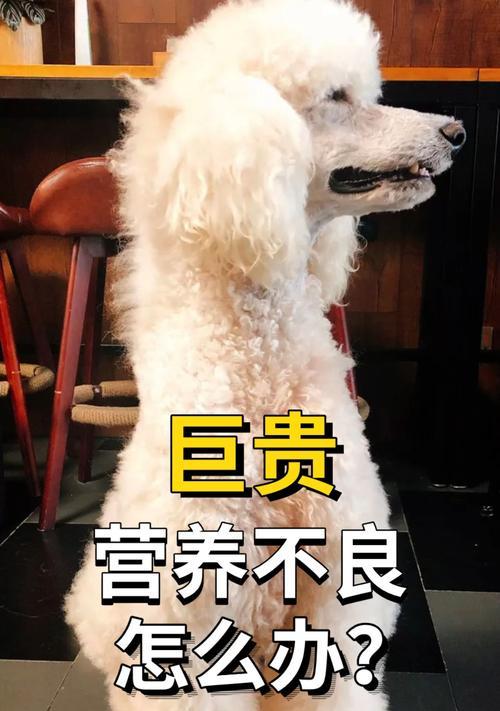 狗狗营养不良怎么办？（如何正确补充营养，让宠物健康成长？）