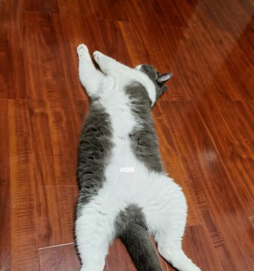 揭秘狗狗慵懒的原因（探究狗狗懒惰的背后原因和解决方法）