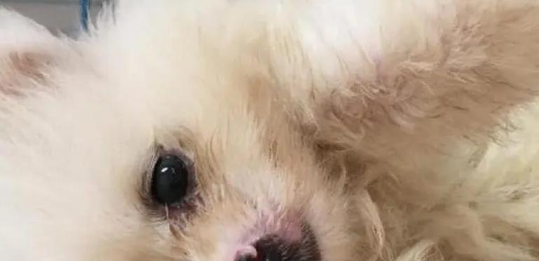 宠物狗狗患传染病怎么办？（应对措施和预防方法，为传染病。）
