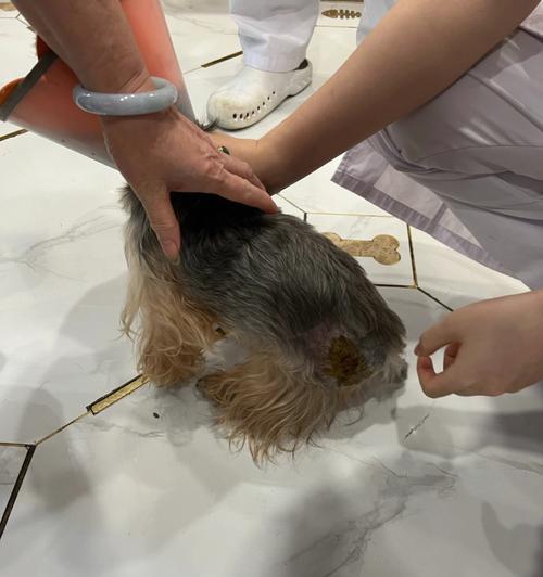 探究狗狗皮肤问题的成因与解决方法（探究狗狗皮肤问题的成因与解决方法）