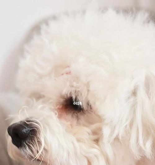 狗狗泪痕问题解决指南（从根源上解决泪痕问题，让你的爱犬焕然一新）