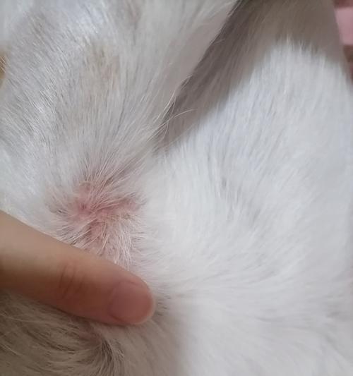 狗狗出现皮屑怎么办？（宠物的皮肤健康不容忽视，掌握这些方法让狗狗再也不出现皮屑！）