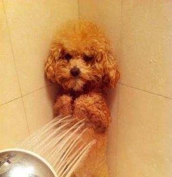 狗狗到底喜不喜欢洗澡？（以宠物为主的洗澡习性调查与分析，揭秘它们的心声）