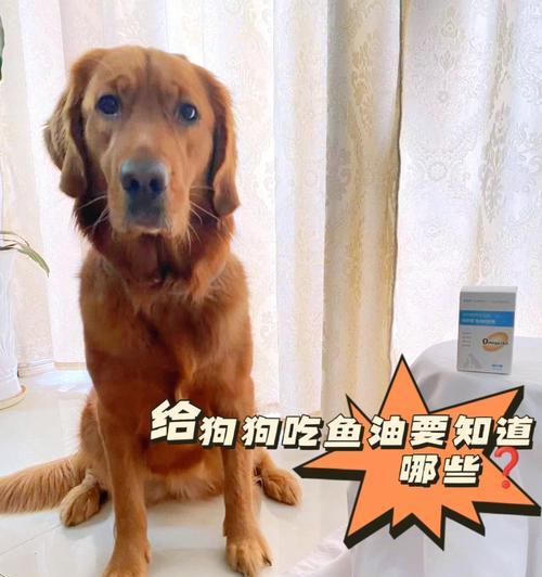 正确的狗狗饲喂指南（以宠物为主，关注营养与健康）