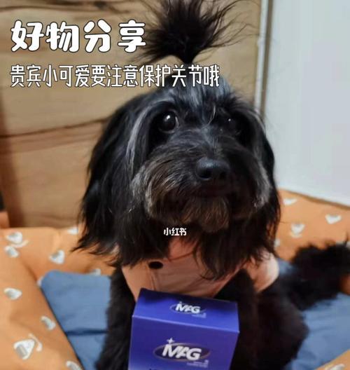 狗狗手术后的全面养护（以宠物为主，做好手术后的护理工作）