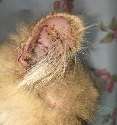 猫癣-猫咪皮肤疾病的全方位解析（探究猫癣的成因、症状、治疗和预防措施）