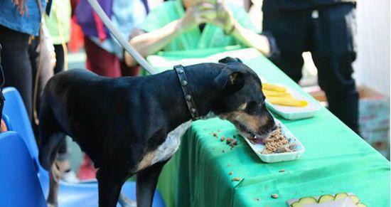 贵宾犬不能吃的食物大揭秘！（了解这些食物，宠物健康与你同在）