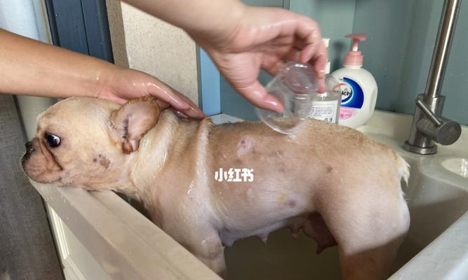 贵宾犬产后护理指南（细心呵护宝贝，让贵宾妈妈轻松带宝宝）