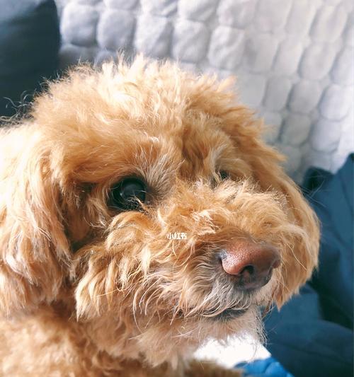 贵宾犬结石病防治指南（宠物健康关键因素，预防胜于治疗）