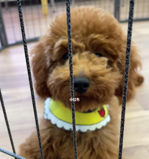 贵宾犬预防针知识大全（宠物爱好者必看！掌握这些知识，让贵宾犬健康快乐成长）