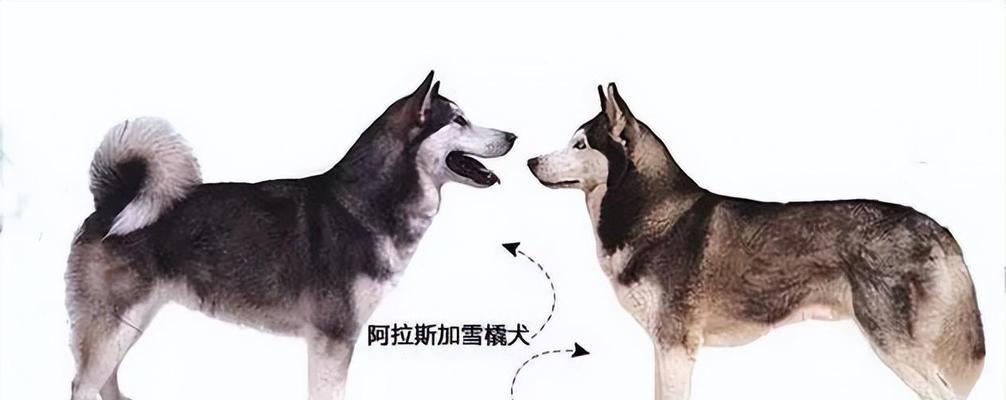 探究哈士奇宠物的成长历程（从幼犬到成年犬，哈士奇的成长之路）