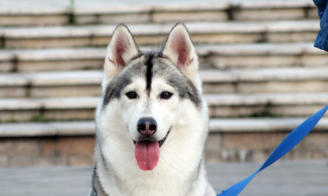 哈士奇每月饮食需求全解析（从幼犬到成年犬，如何科学喂养？饮食多了还是少了都不好！）