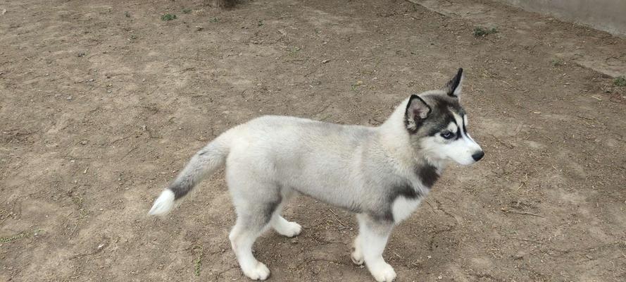 哈士奇幼犬饲养全攻略（从选购到训练，打造健康快乐的宠物生活）