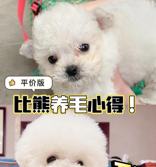 以合理喂养比熊，让宠物健康成长（为您详解比熊饮食，合理喂养让宠物更健康）
