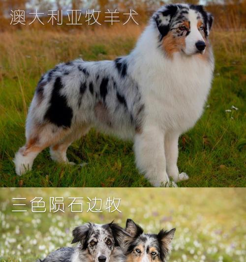 蝴蝶犬和边牧的区别（探究两种不同犬种的特点和适应环境的差异）