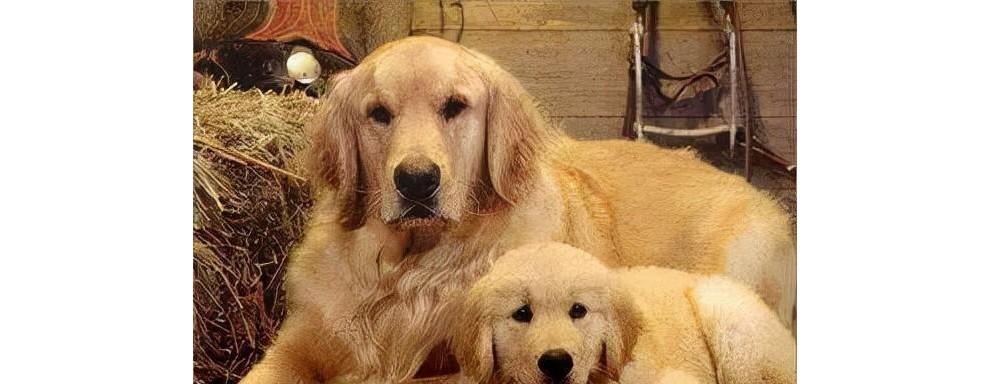 怀孕期间能否养金毛狗狗？（如何合理安排金毛狗狗的生活？）