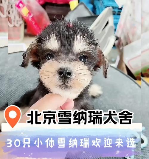 环境对雪纳瑞的影响（了解如何让你的宠物更健康）