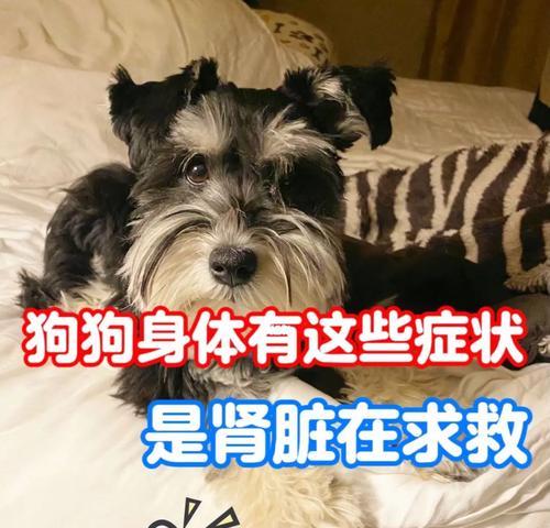 健康狗的身体指标全解析（了解宠物狗的健康指标，让你更好地照顾TA）