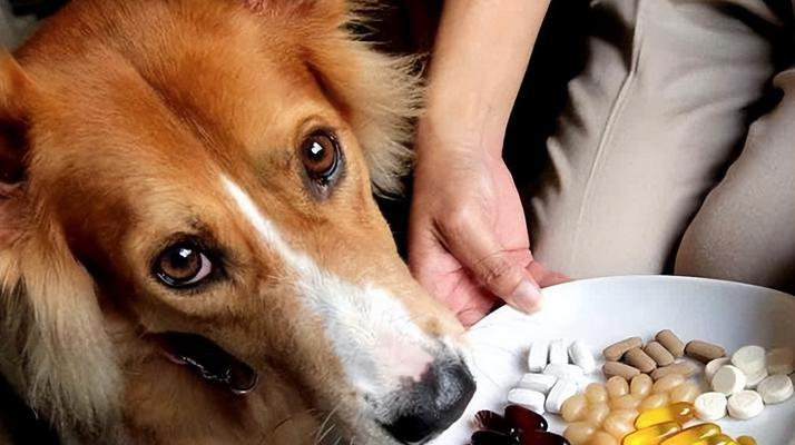 宠物犬吃驱虫药后拉稀应该怎么办？（详解犬吃驱虫药后出现腹泻的原因及处理方法）