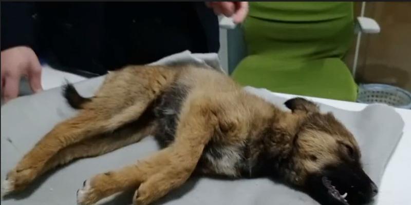宠物犬中毒急救知识（掌握这些知识，救救你的爱犬）