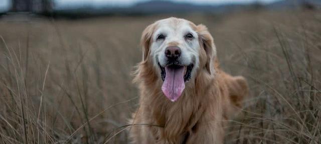 如何让腊肠犬听话乖巧（通过训练和关爱，让您的腊肠犬成为最好的宠物）