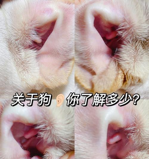 如何正确清理狗狗的耳朵（宠物护理指南）