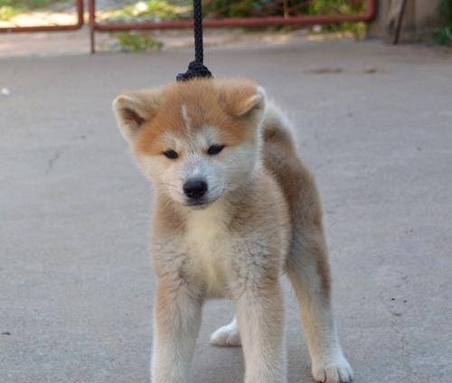 小秋田犬健康查看指南（如何保障你的小秋田犬健康快乐？）