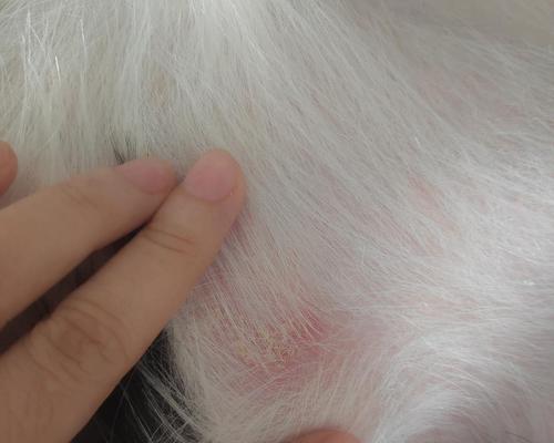 如何有效处理宠物狗狗身上的皮屑问题（掌握科学护理，让你的狗狗健康无皮屑）