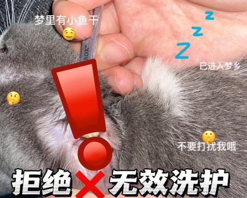 如何定期给宠物驱虫（全面了解宠物驱虫的重要性与方法）