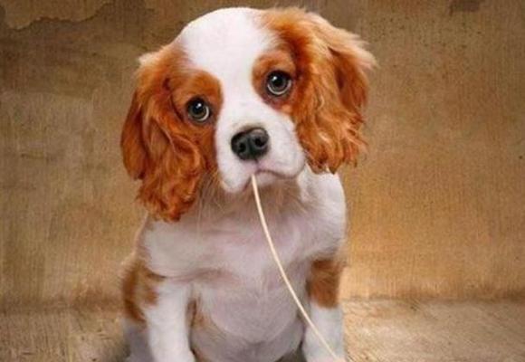 如何改善宠物狗狗干枯的毛发（让你的爱犬拥有柔顺亮丽的毛发）