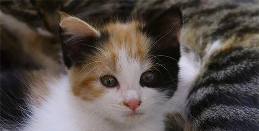 如何让宠物猫拥有亮丽毛发——改善猫咪的毛发质量