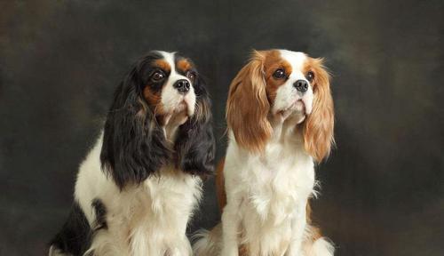 如何给查理王犬剃脚底毛（宠物美容技巧，教你轻松剃除查理王犬脚底毛）