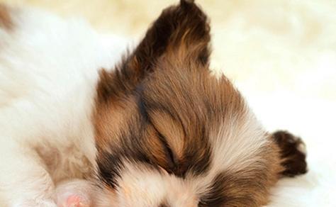 如何正确给罗福梗犬洗澡（宠物爱好者必看，让你的罗福梗犬焕然一新！）