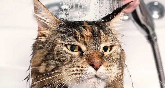 如何给怕水的猫咪洗澡（宠物护理技巧，让你的猫咪清爽舒适）