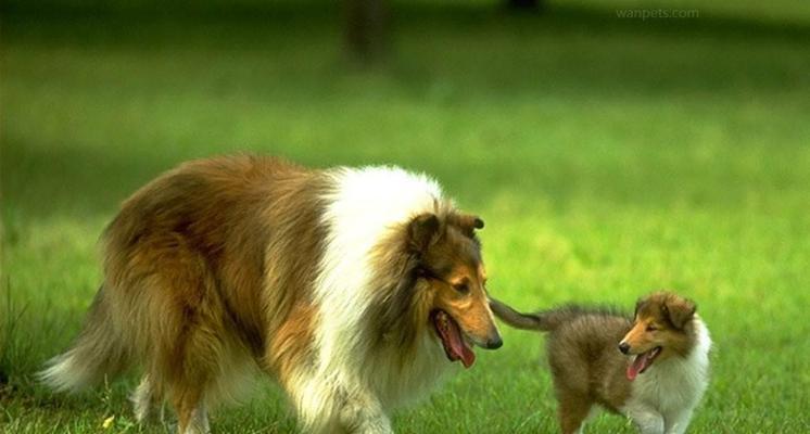 如何给你的苏格兰牧羊犬洗澡（宠物护理技巧——让你的苏牧犬焕然一新）