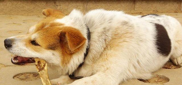 健康喂养，让宠物犬拥有更长寿命（关于狗狗饮食习惯的注意事项及健康饮食方案）