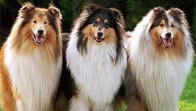 如何科学地护理苏牧犬（以宠物健康为核心，从饮食、运动和防病三方面入手）