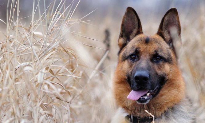 如何正确护理德国牧羊犬的指甲（宠物爱护指南，从指甲护理开始）