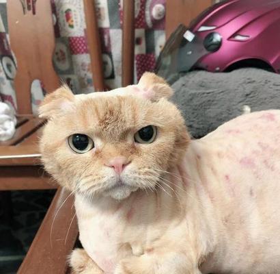 如何有效护理长毛猫咪的毛发（掌握这些技巧，让你的宠物毛茸茸更加健康亮丽）