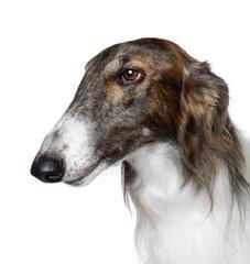 解决灵缇犬怪习惯的秘诀（让你的宠物成为乖巧听话的好伙伴）