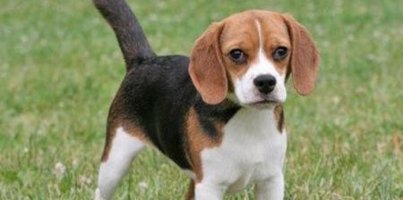 如何解决狗狗对其他犬凶的问题（纠正狗狗攻击性行为，让它成为友好的宠物）