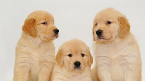 如何判断金毛犬是否感冒？（金毛犬感冒的症状及预防措施）