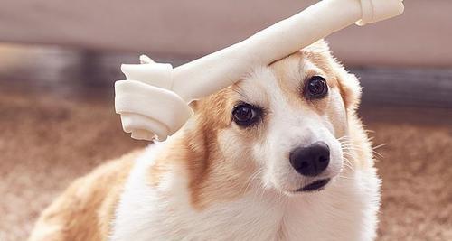 如何判断柯基犬身体健康（以宠物为主，这些细节要注意）