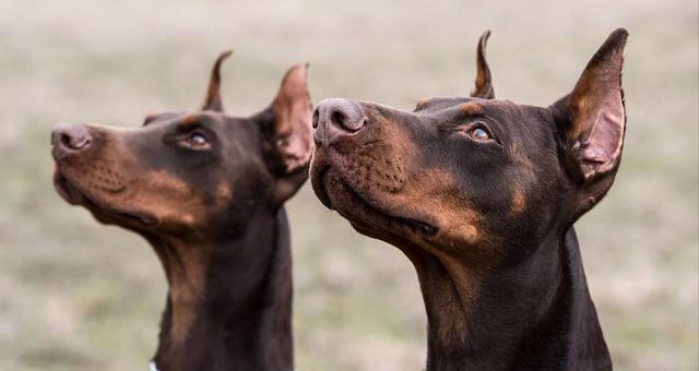 如何培养一条诚实的幼犬（宠物主人必备的教育技巧）
