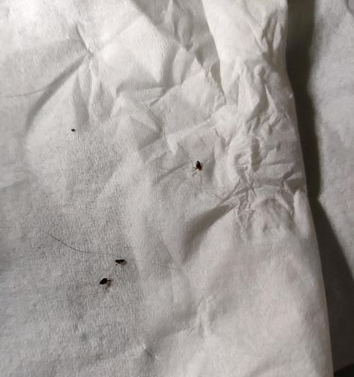 去除猫咪身上的跳蚤（宠物主人必知的15个小技巧）