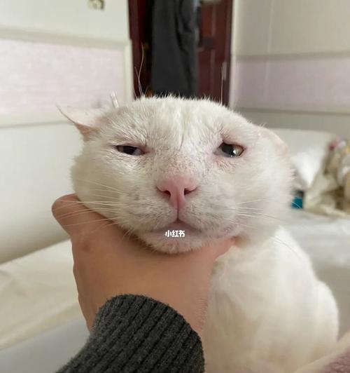 去除猫咪身上异味的秘诀（宠物主人必看的清洁技巧）