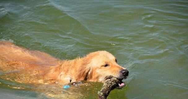 让宠物狗狗爱上水上玩乐的小技巧（15个让狗狗爱上游泳的有效方法）