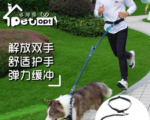 让狗狗愿意戴牵引绳的秘诀（宠物养护指南）