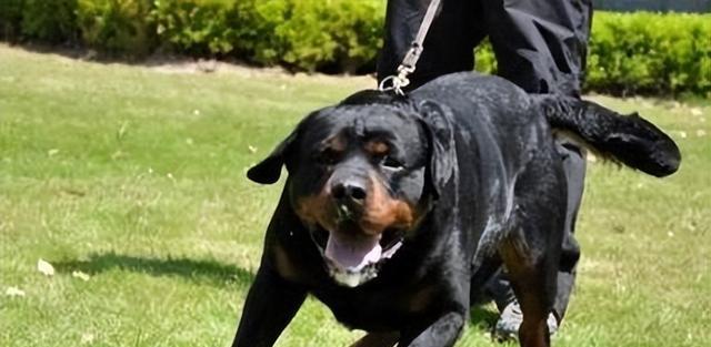 让你的罗威纳犬变得更凶！（如何训练罗威纳犬，让其成为最凶猛的宠物？）